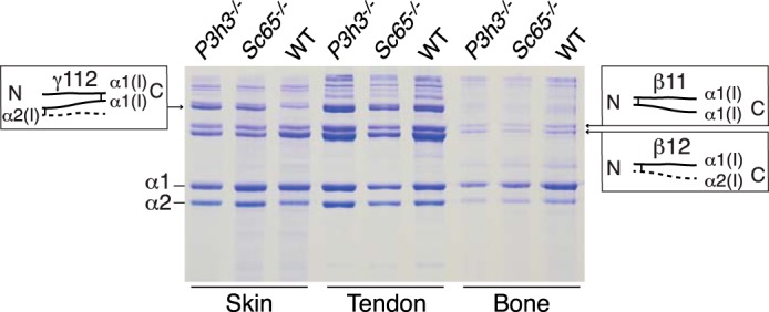 Advancements in Protein Methylation Research